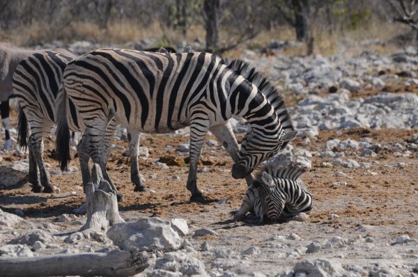Zebre de plaines Plains zebra Equus burchelli